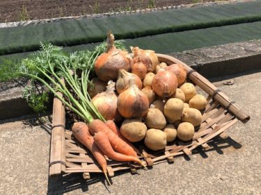 収穫野菜