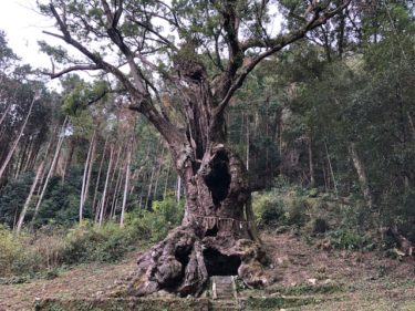 武雄の大楠「武雄神社」