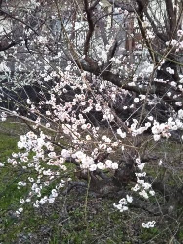 春の陽気