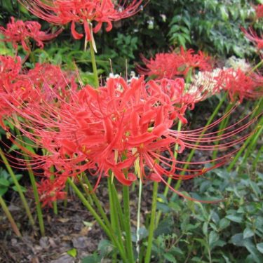 海抜22.3ｍの散歩コース