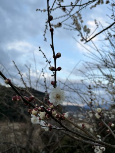 2月、春はまだ？