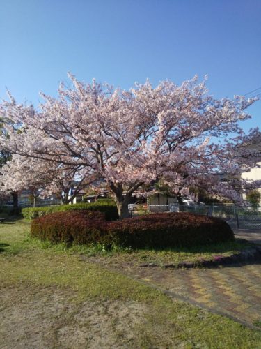 桜