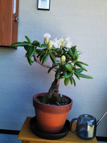 シャクナゲの鉢植