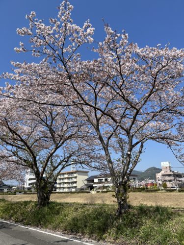 4月になりました。