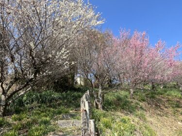 ひな祭り